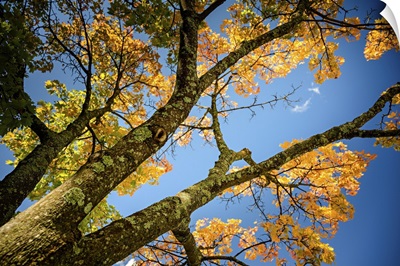 Blue Sky In Fall