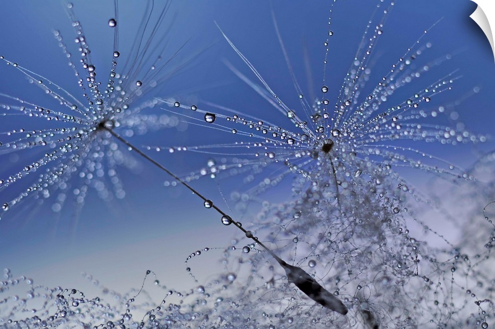 Macro photograph of dandelion seeds covered in tiny drops of water with a blue and gray background.