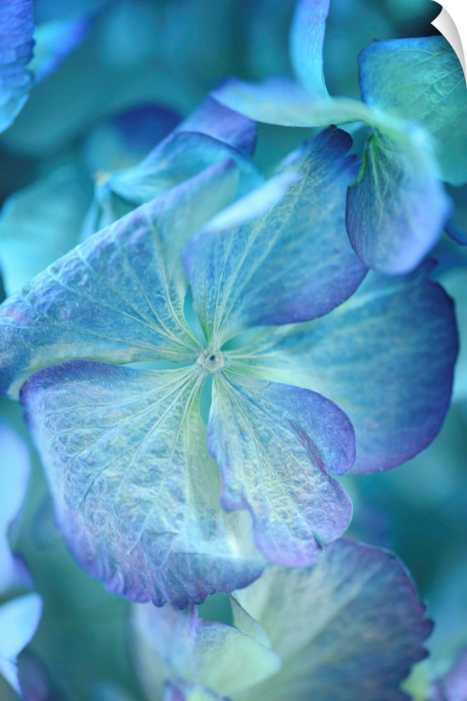 Blue-dominant floral composition