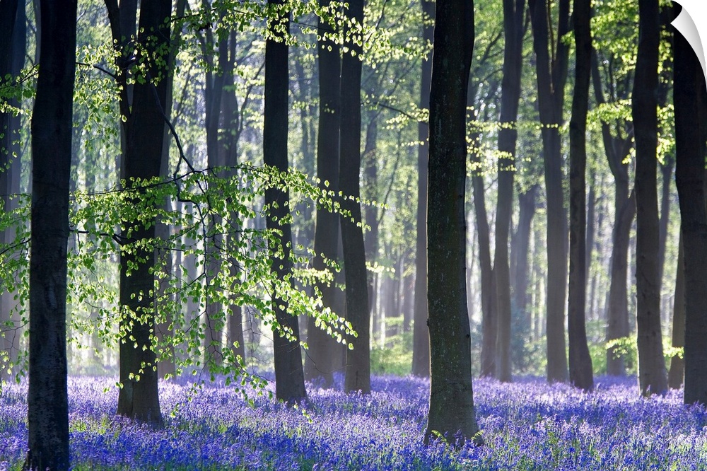 Huge photograph taken of the sun making its way through a dense forest filled with trees and bluebell flowers.