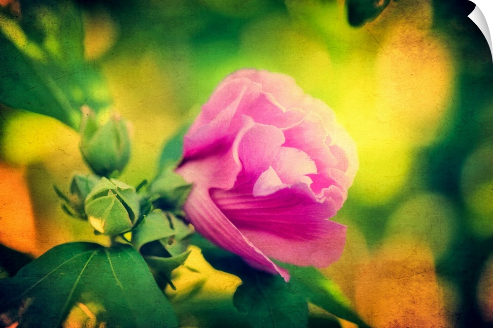 Vivid pink rose with yellow bokeh light behind.