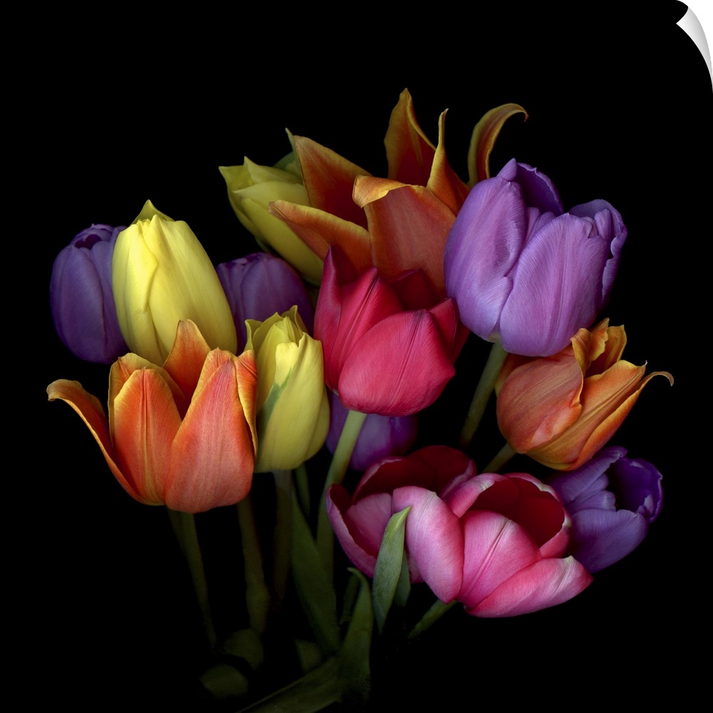 Bouquet of orange, yellow, purple, red and pink tulips.