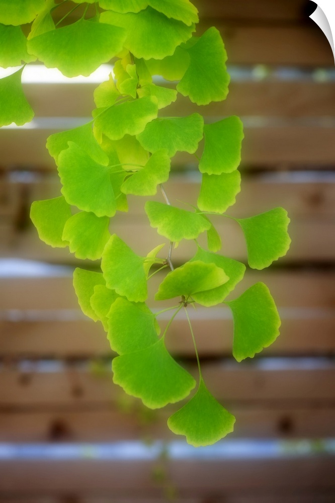 A ginkgo branch with green leaves