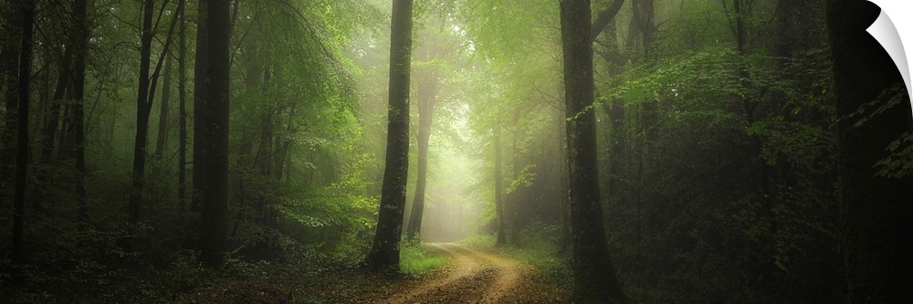 Panoramic path crossing the green foggy forest in Broceliande, France.