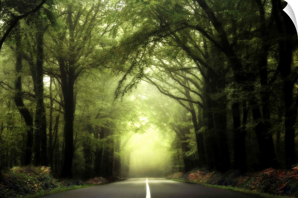 A central large road with white separation, crossing the Broceliande foggy green forest in France looking like a jungle mood.