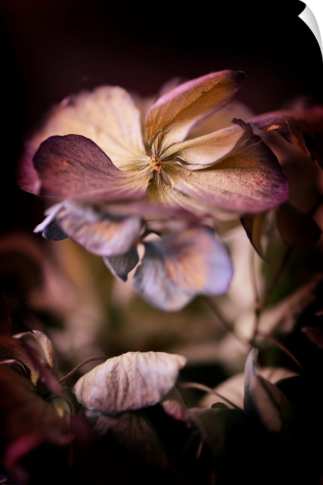 Close-up on hydrangea petals