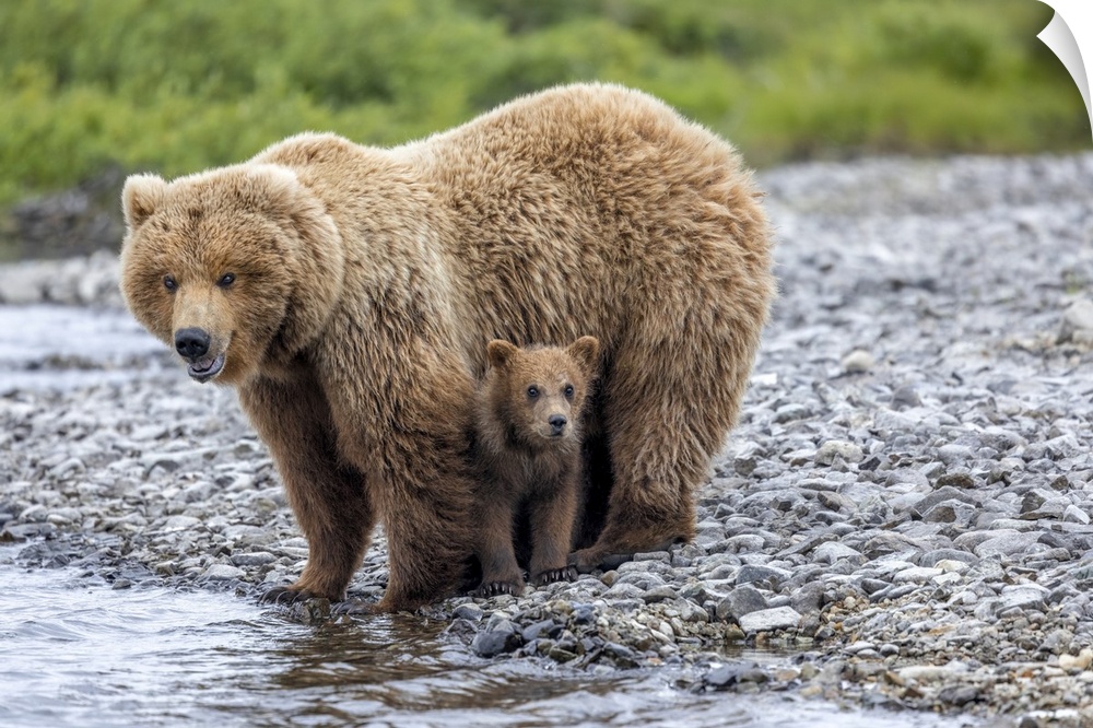 USA, Alaska, Katmai National Park, brown bear (Ursus arctos) sow stands over her cub at river's edge