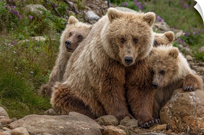Brown Bear Sow And Two Cubs, Alaska