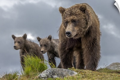 Brown Bear Sow And Two Cubs, Alaska, USA