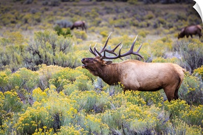 Bugling Elk In Yellowstone