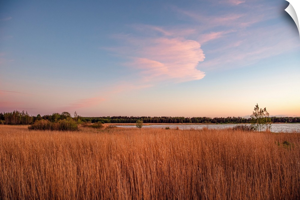 Tall grass along the water at sunset