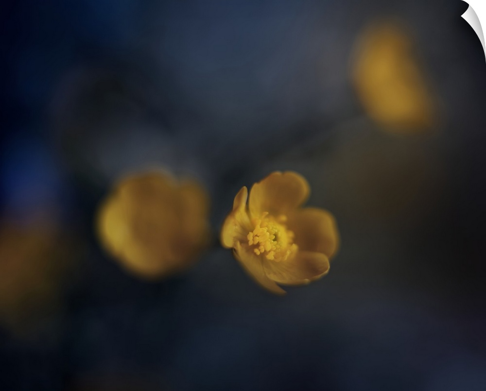 Blurred image of yellow flowers with one in focus.