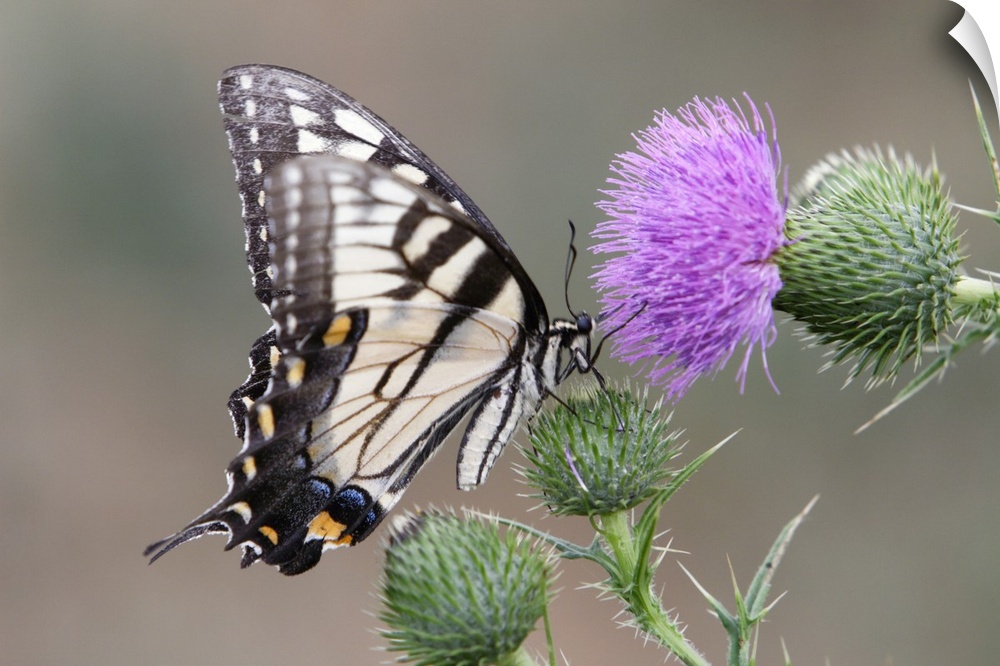 Swallowtail Butterfly Close up View on a Bull Thistle.