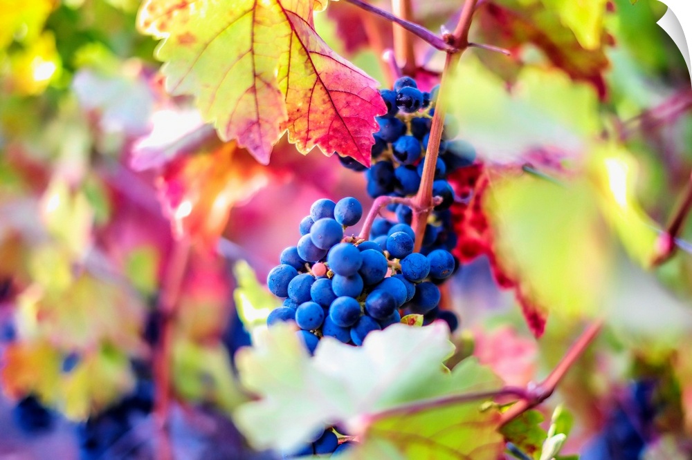 A saturated and colorful photo of grapes on a grapevine.