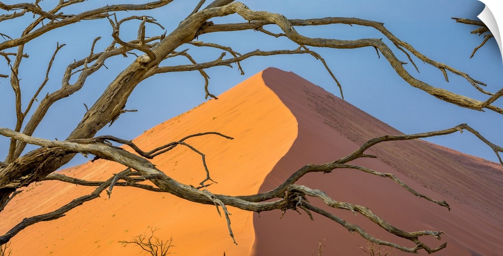 Sossusvlei, Namib-Naukluft National Park, Namibia, Calcified Acacia Branches and Dune