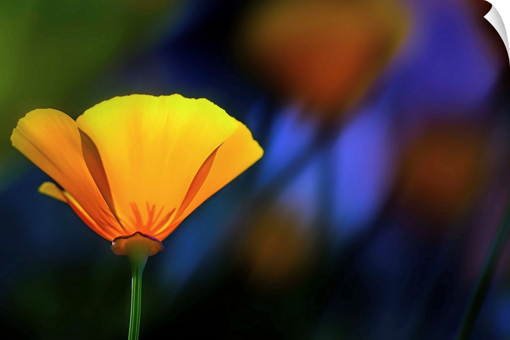 Closeup of a yellow California poppy in a garden.