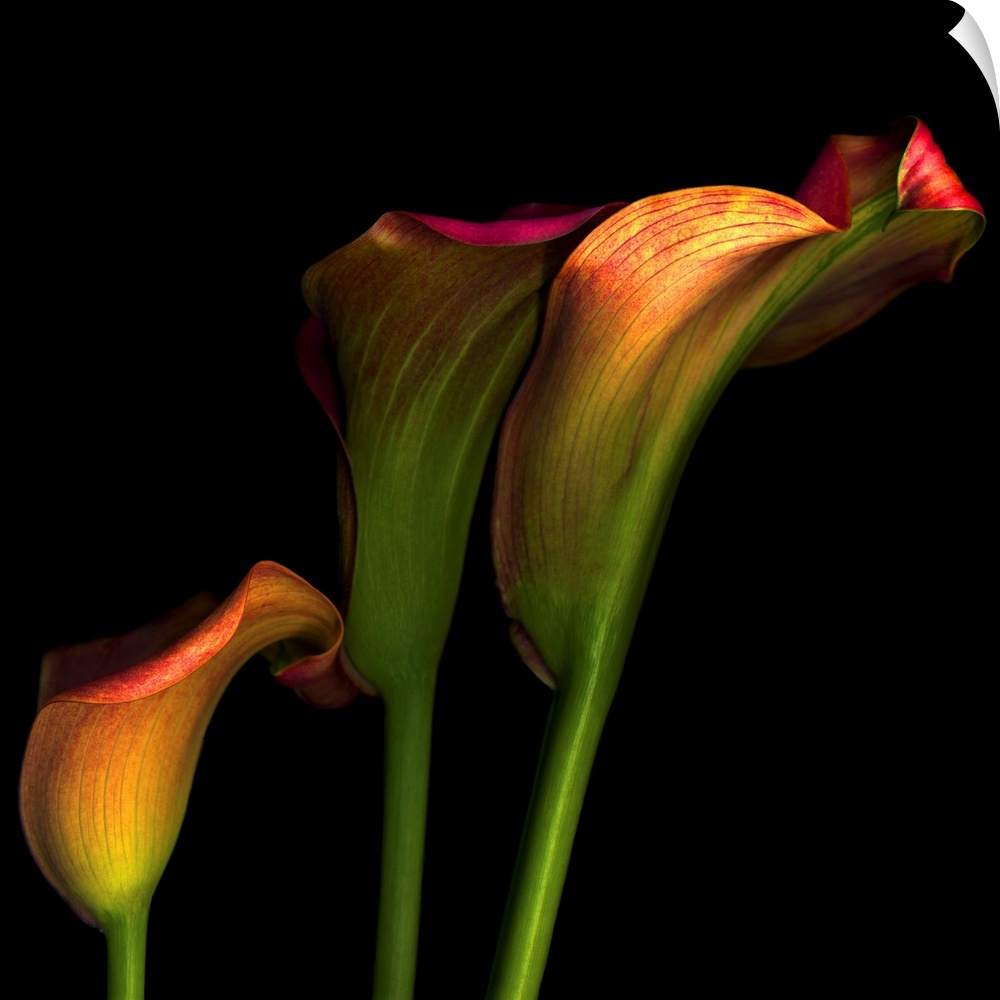 Artwork featuring three calla flowers that stand out against a pitch black background.