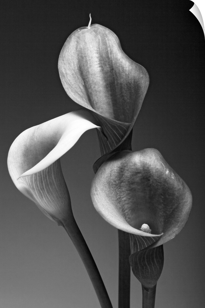 Big monochromatic photograph shows a close-up of the tops of three flowers against a bare background.