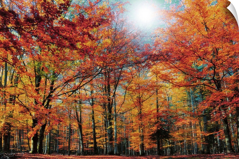 Fall Colored Trees
