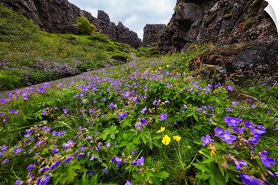 Canyon Flowers