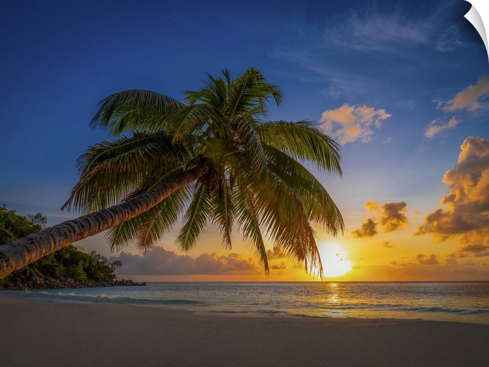 A typical lonely palm tree on a large Seychelles beach.