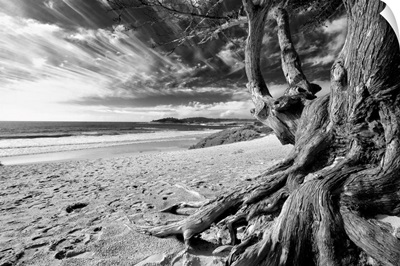 Carmel Beach Tree, California