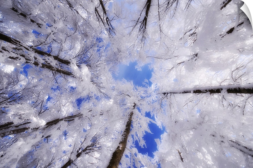 White trees in winter and low angle view