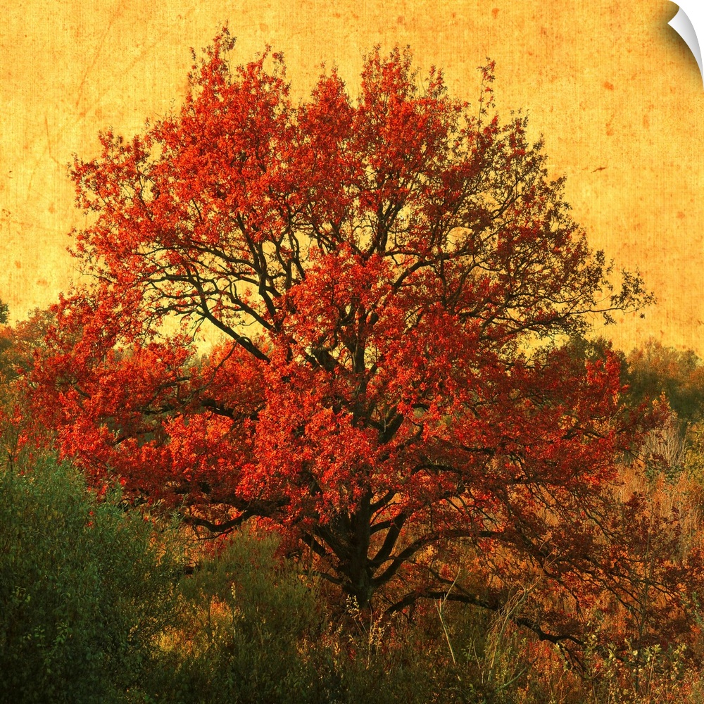 A red tree in autumn