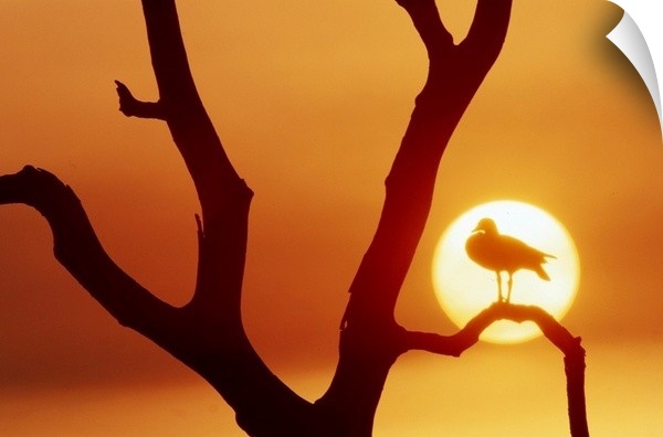 An Egyptian goose is silhouetted by the setting sun in Botsawana's Okavango delta.