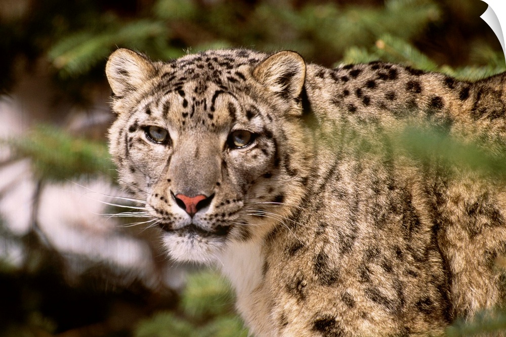 Snow leopard (captive)