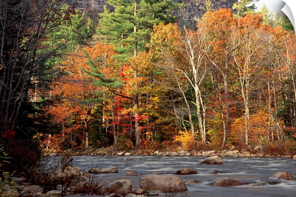 Huge photograph displays the Swift River within White Mountains National Forest in New Hampshire surrounded by a dense for...
