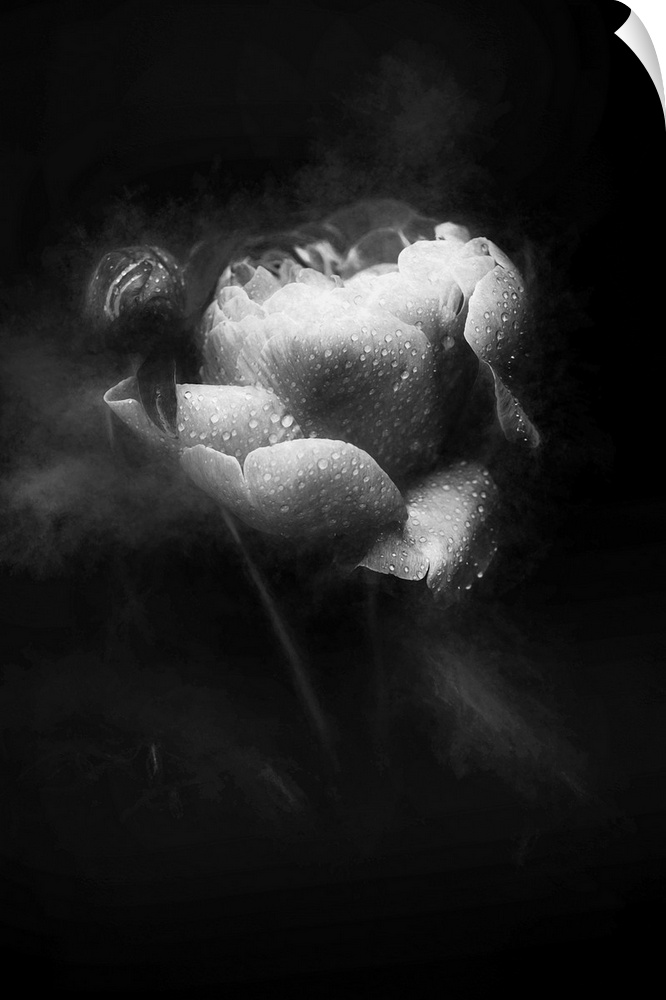 Soft focus black and white image of a rose covered in water droplets and smoke around the sides giving it a dreamy look.