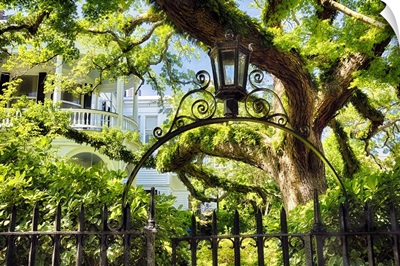 Charleston Oak Tree