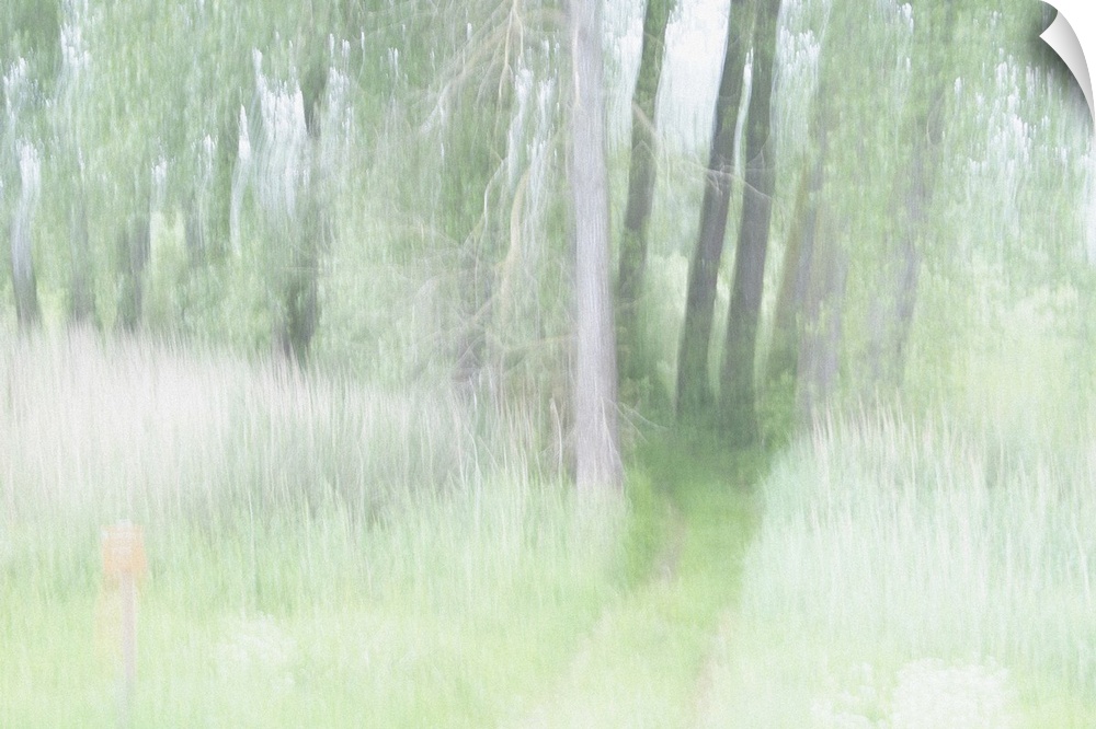 Artistically blurred photo. A bright sunny day in a forest in the nature reserve Ooijpolder near the city of Nijmegen, The...