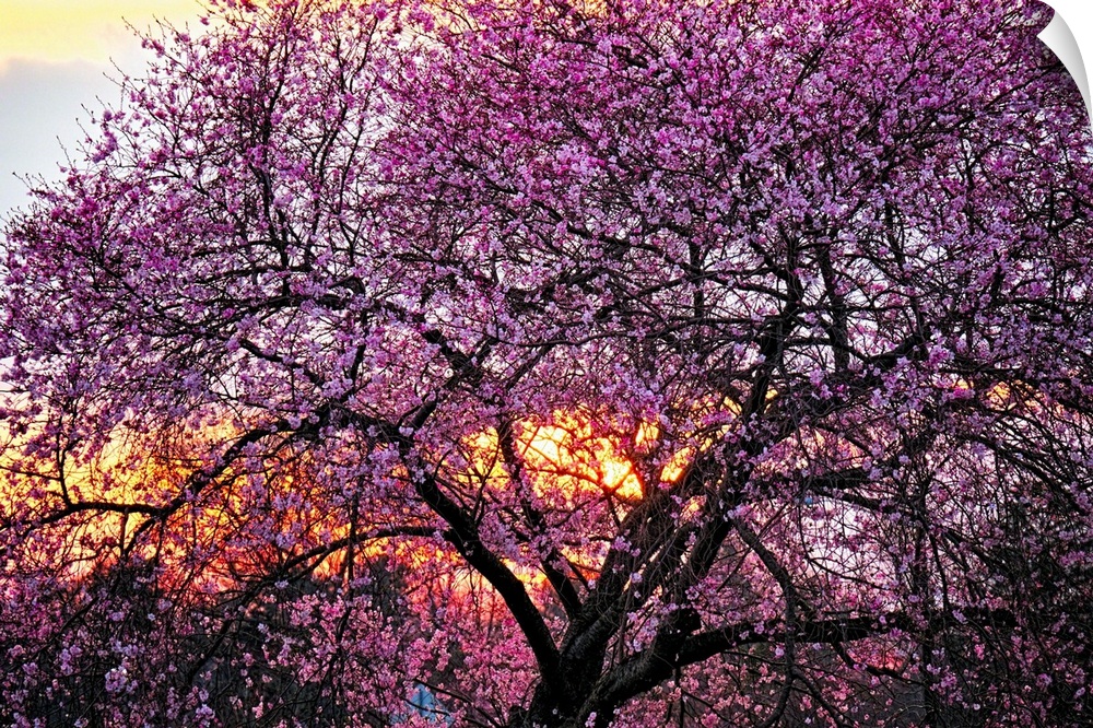 A photo of a cherry blossom tree with an orange glow of a sunset peeking through the branches.