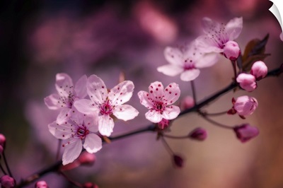 Cherry Blossoms V