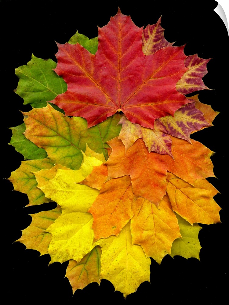 A collection of fall leaves in a variety of colors including red, green, yellow, and orange.