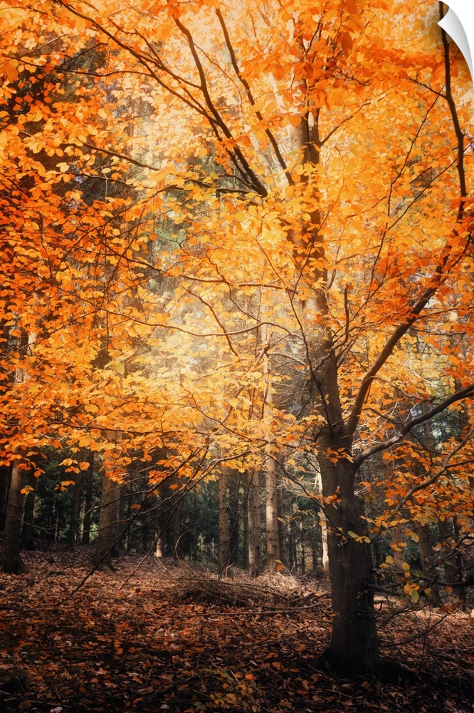 A forest with trees with bright orange leaves in the fall.