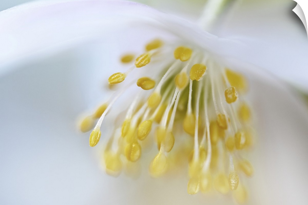 Close-up of the stamens on a anemone nemorosa.