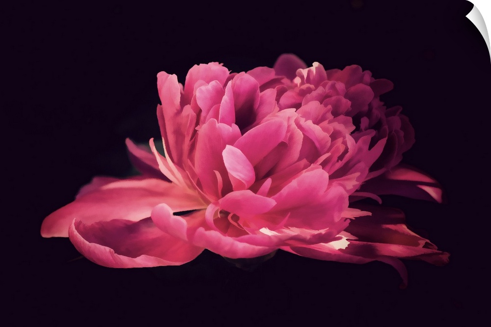 Peony in very close up on a black background