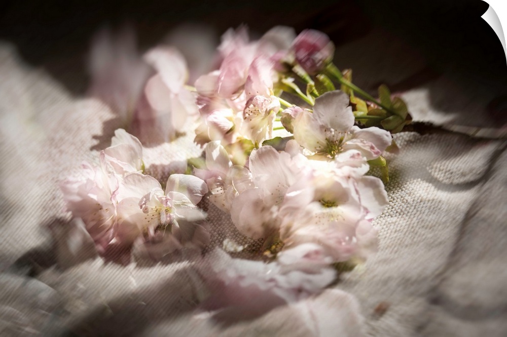 Dreamy photograph of cherry blossom flowers on linen with multiple exposures.
