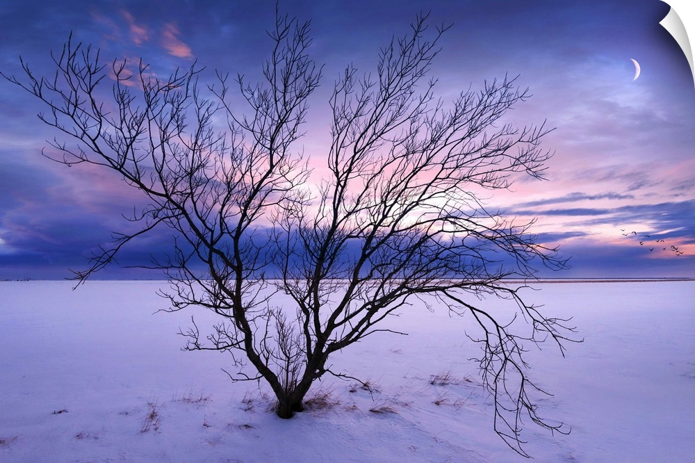 A photograph of a winter landscape with a bare branched tree in the foreground.