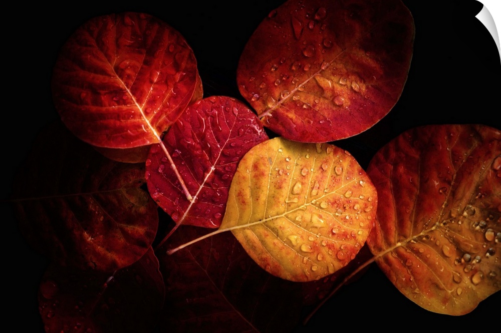Fine art photograph of a group of autumn leaves in moody lighting with dew drops.