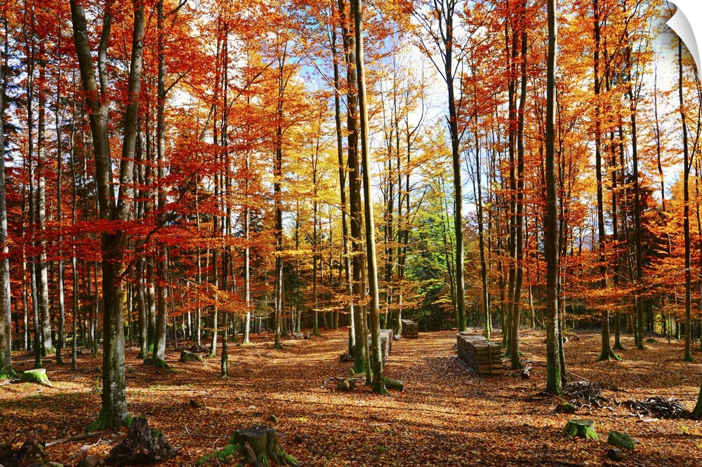 Photograph of bright autumn forest.