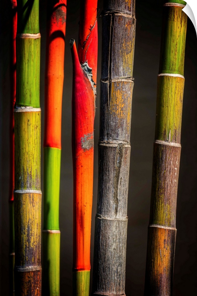 Close up of colorful bamboo