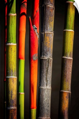 Colors Bamboos