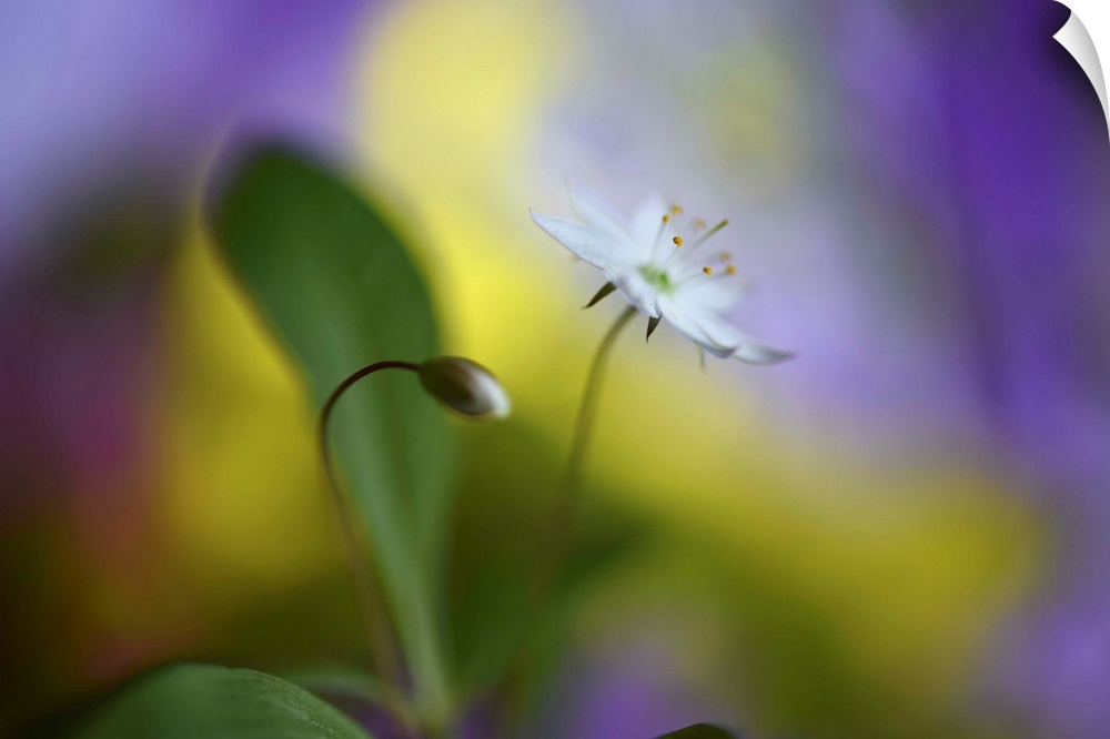 Soft focus macro image of a flower and a bud against yellow and purple light.