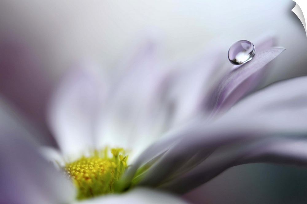 Close up image of a flower with a single drop of water balancing on a petal.