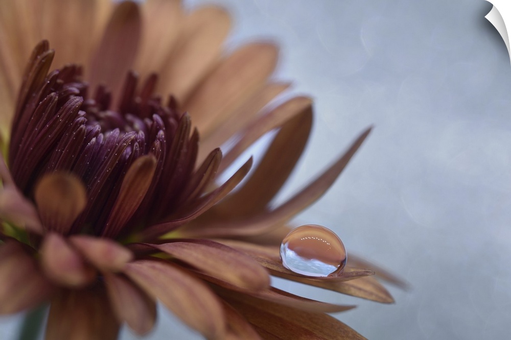 A drop of water on a chrysanthemum.