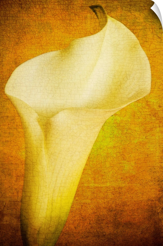 A vintage image textured of a close-up of a calla lily flower on creams, golds and yellows.